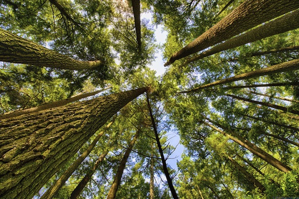 EDDIE BAUER TARGETS SEVEN MILLION TREE RESTORATION PROJECT FOR EARTH DAY