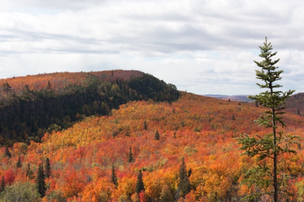 CONSERVATION ECOLOGY: AN EDUCATION FROM AMERICAN FORESTS